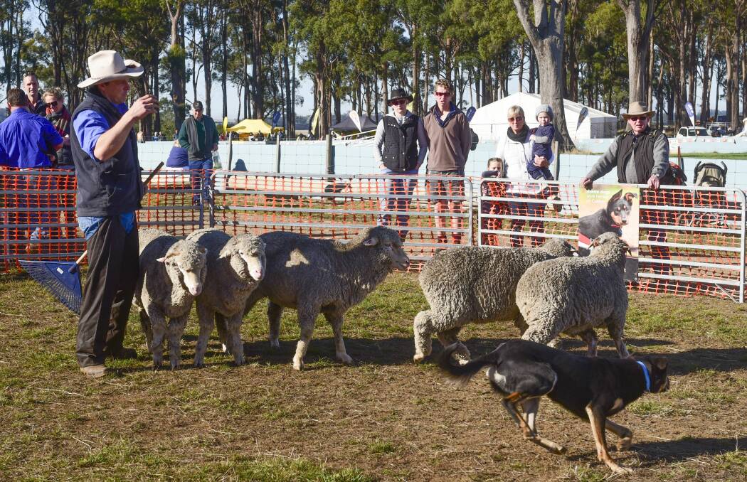 Get around: Aside from the two main arenas there are other great demos of sheep dogs, shearers and other country skills around the site.