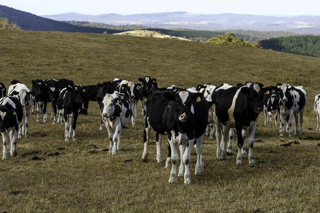 BATTLE LINES DRAWN OVER MILK SHARE: Dairy cows near Tunnel in North-East Tasmania. Picture: Scott Gelston