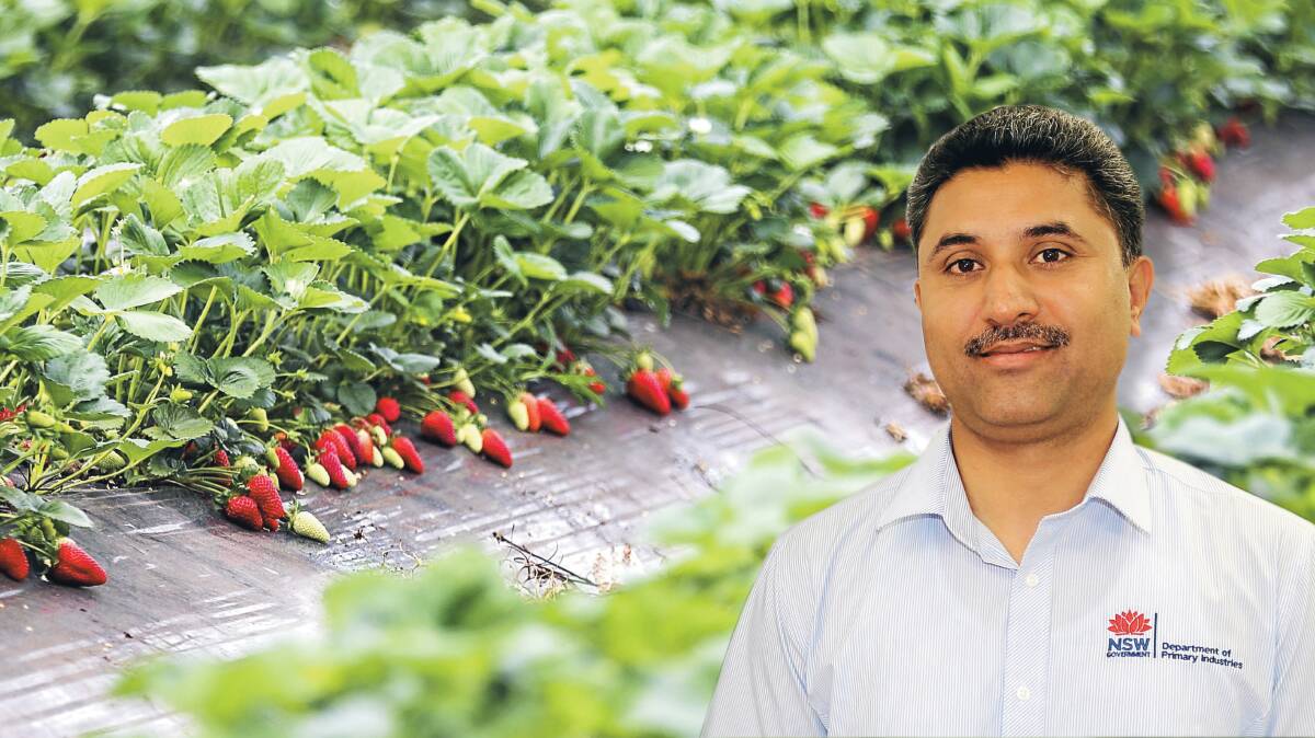 INNOVATION: Dr Sukvinder Paul Singh is working on sanitising technology for berries. Pictures: Cordell Richardson and supplied
