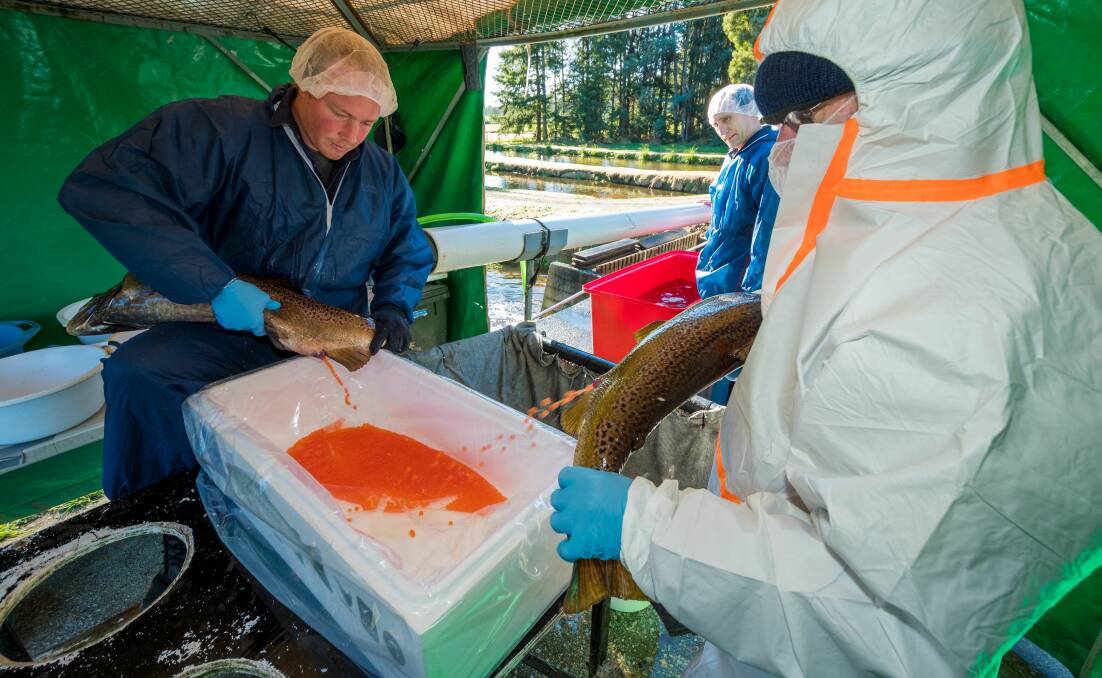NEW PRODUCT: Zac Bayles and Ian Cameron milk caviar from an ocean trout at Huon's Springfield hatchery. Picture: Phillip Biggs
