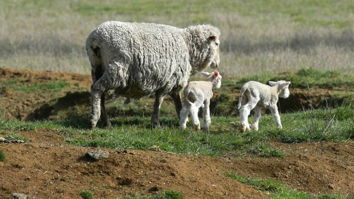 ALTERNATIVE OPTIONS: Spring lambs can be seen in paddocks throughout Tasmania. Picture: Neil Richardson