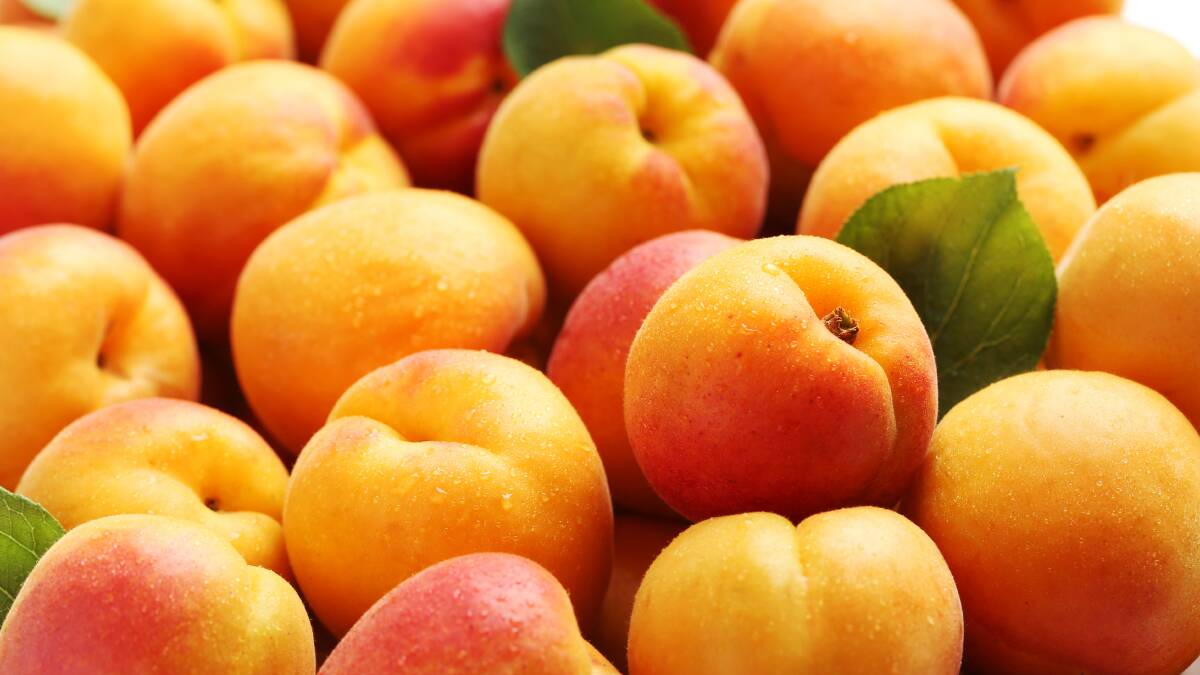 SUPPORT PACKAGE: Fruit fly larvae were first discovered in apricots on Flinders Island. Picture: Shutterstock