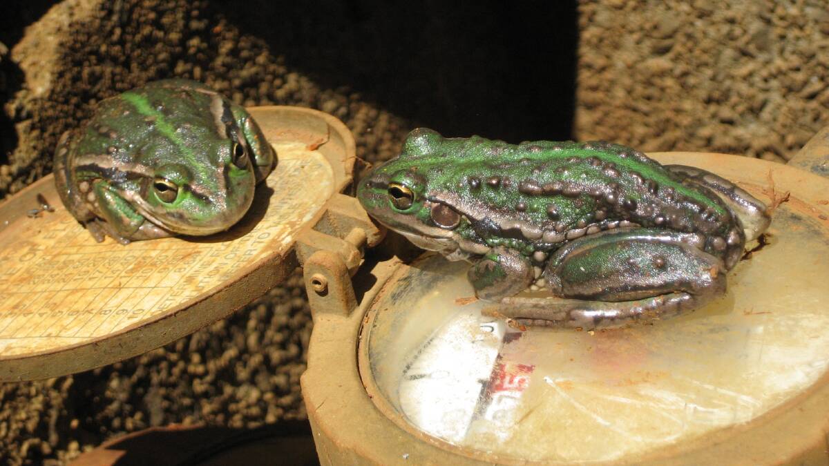 Launceston's green and gold frog population will be studied. Picture: Supplied