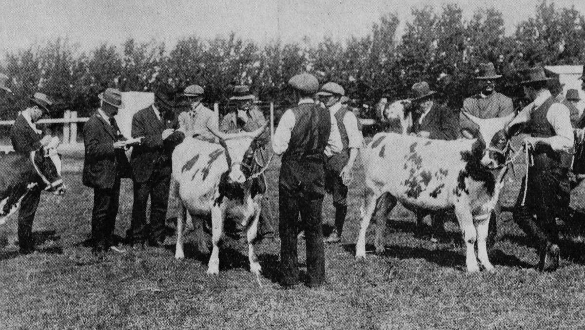 THE SHOW GOES ON: Cattle judging drew a crowd during the 1916 Launceston Show. Picture: Weekly Courier