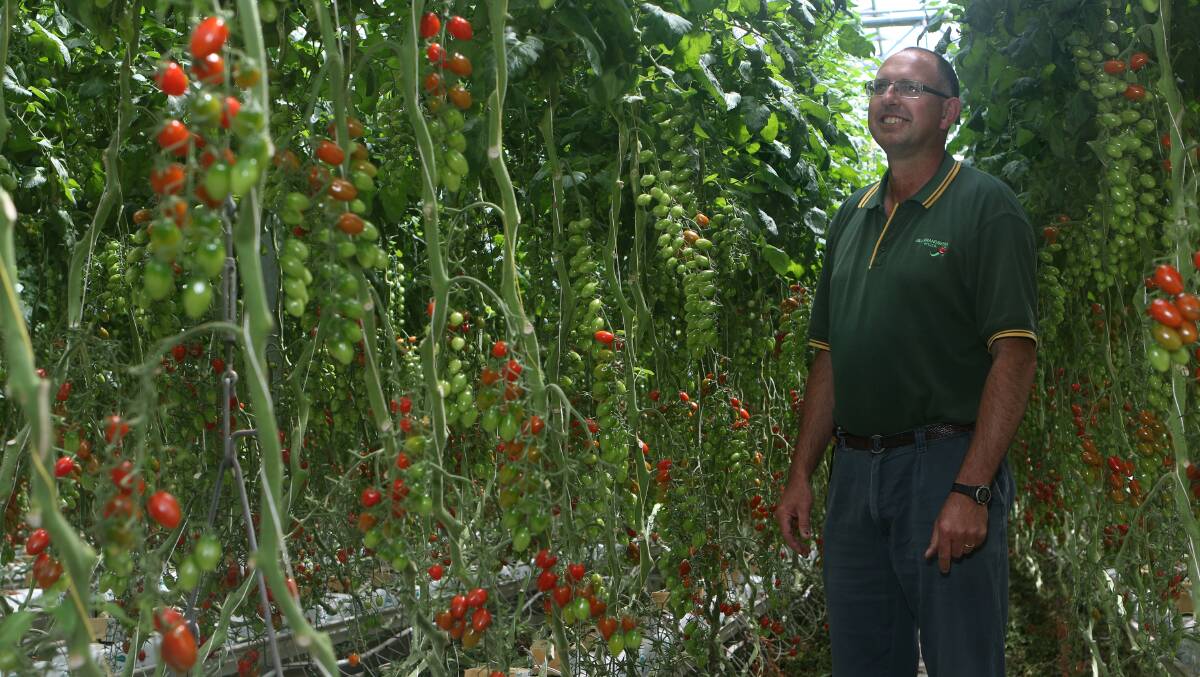 ASKING FOR CONTINUED SUPPORT: Anthony Brandsema surveys tomatoes at Turners Beach, which is within the fruit fly control zone.