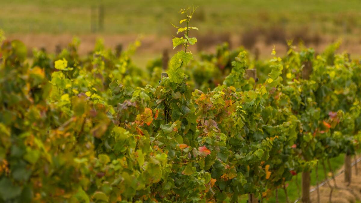 Tasmanian vineyard