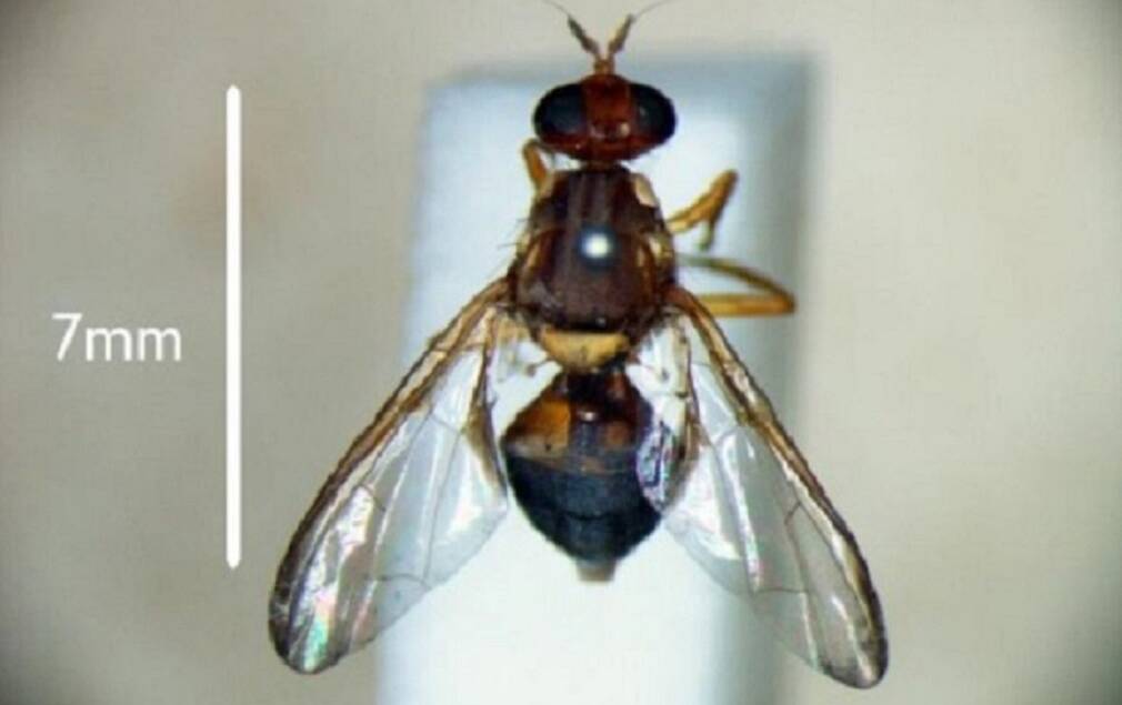 Adult fruit fly. Picture: DPIPWE