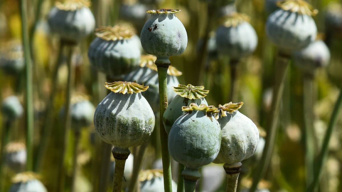ANNUAL REVIEW: Poppy crops at Sassafras. Picture: Neil Richardson