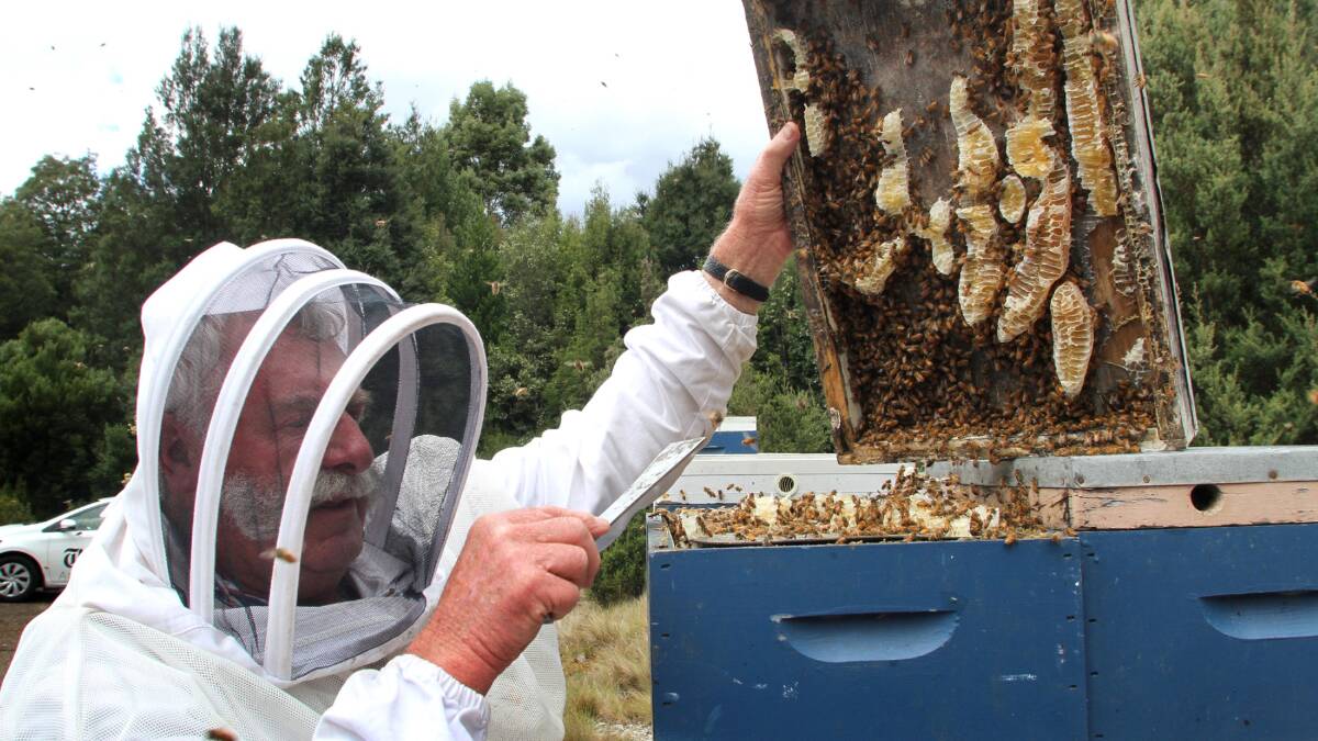 HIVE COMPETITION: The Tasmanian Beekeepers' Association president Lindsay Bourke said using bumblebees for commercial pollination would harm the honey bee industry. Picture: Stuart Wilson