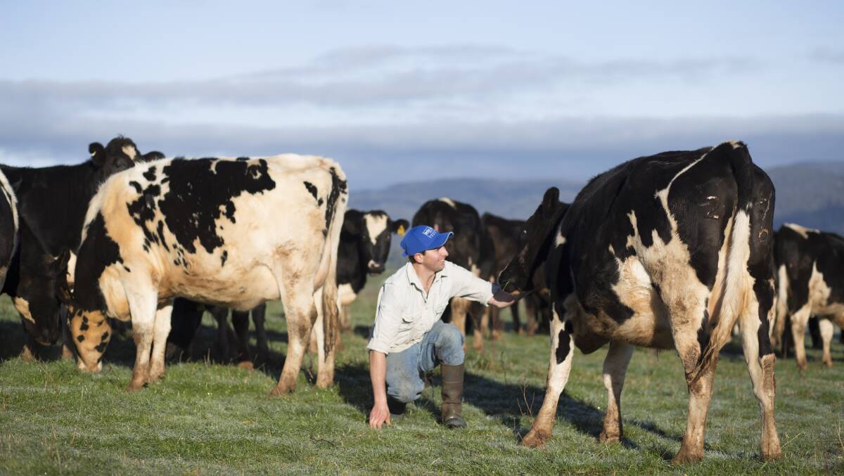 MILK DAY: Marcus Haywood at his Ringarooma dairy farm. Picture: Supplied