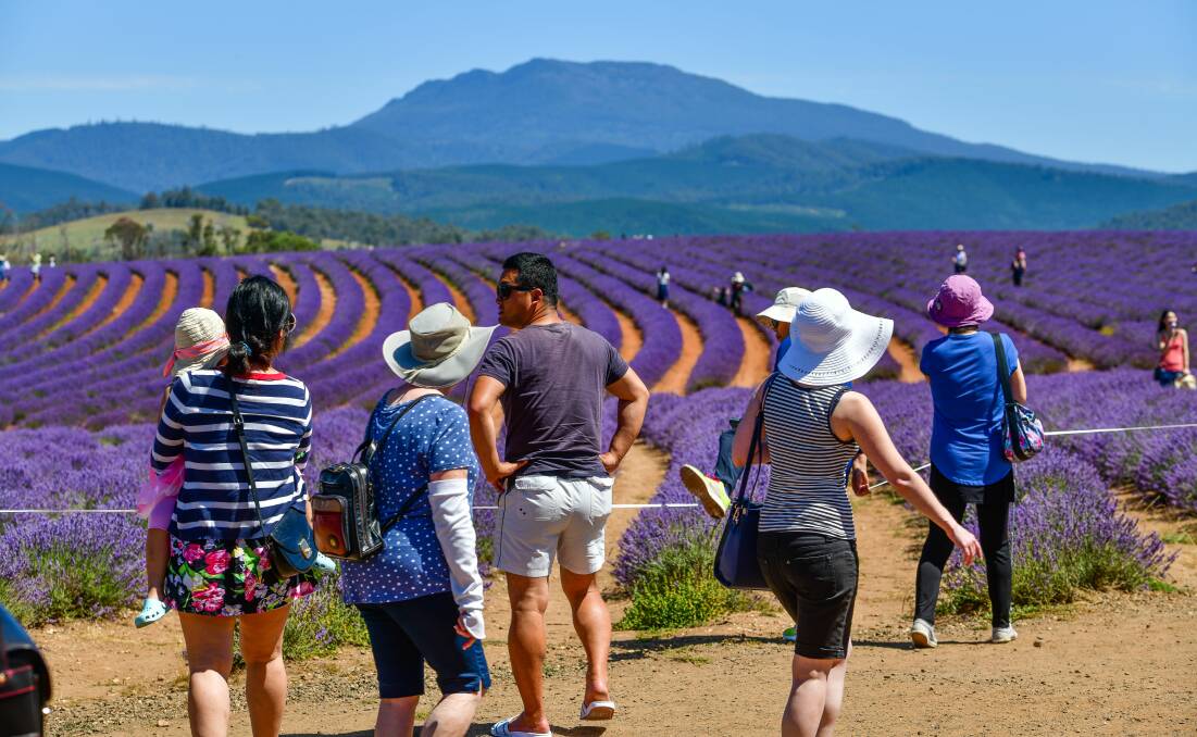 COLLABORATION: Bridestowe Lavender Estate had a jump in its tourism trade in January 2019 and wants to work with North-East businesses to capitalise on this. Picture: Scott Gelston