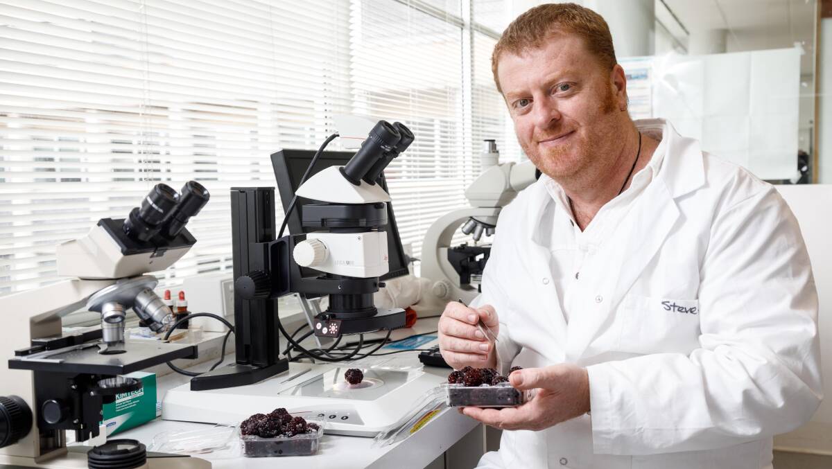 COMBATING REDBERRY MITE: TIA researcher Dr Stephen Quarrell. Picture: Supplied