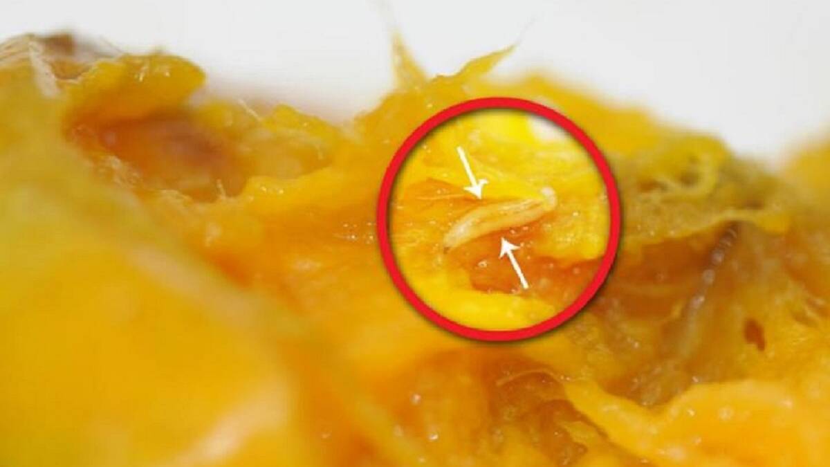 SUSPENSION LIFTED: Fruit fly larvae in ripe fruit. Picture: DPIPWE