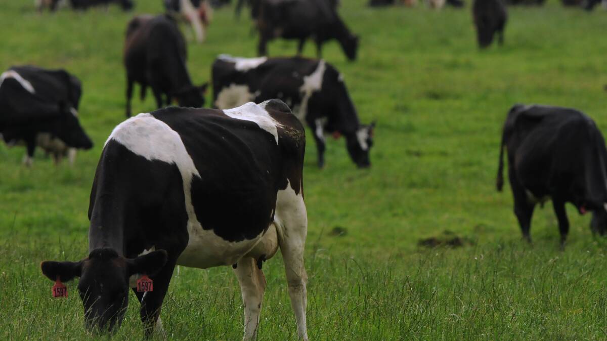 PROFIT DOWNGRADE: Tasmanian dairy farmers expect lower profits.