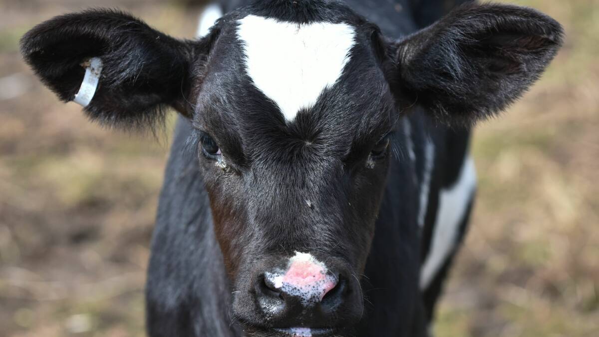 PRICE SET: Fonterra Australia set closing milk price for 2018-19 season. Picture: Neil Richardson