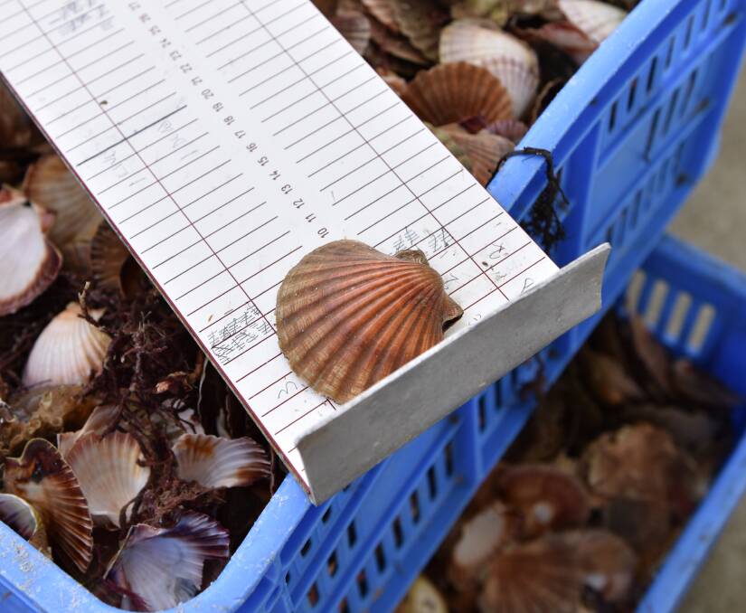 CLOSED FOR NOW: Tasmanian scallop fisheries have been closed for two years. Picture: Brodie Weeding