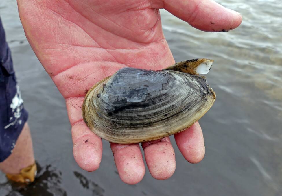 Soft-shell clam found at Orford. Picture: TMAG