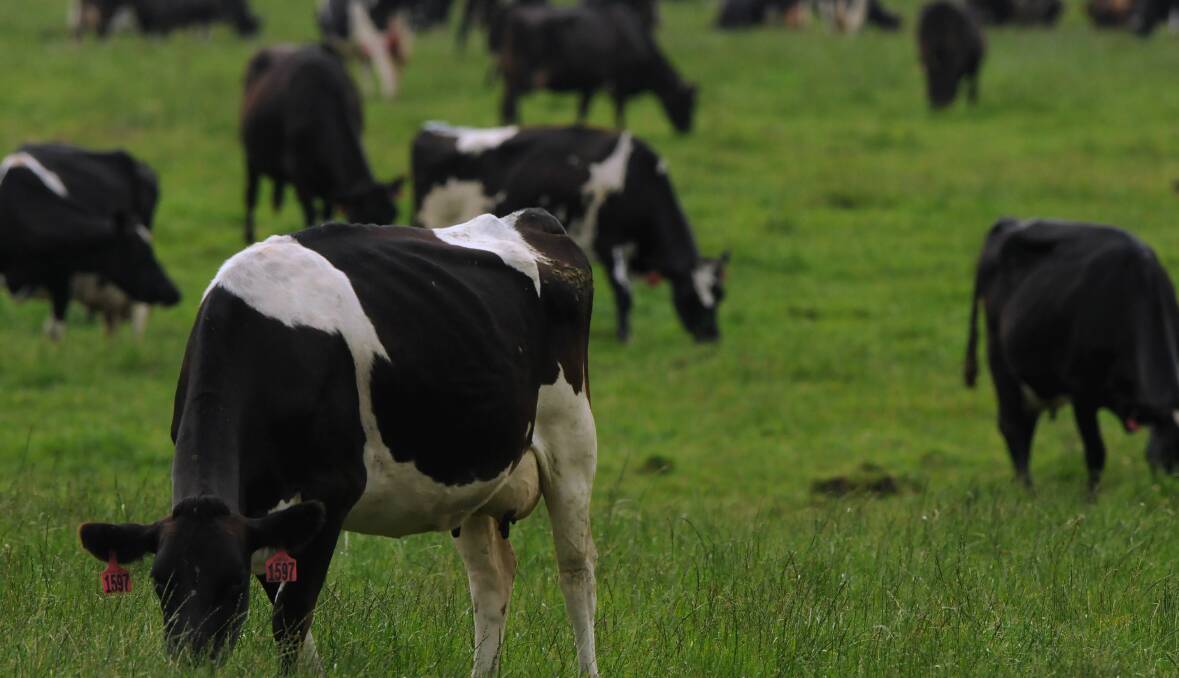 HEALTHY COWS ARE PRODUCTIVE COWS: Top dairy farms are reporting higher stock levels, greater efficiency and better production per cow and per hectare to Tasmanian Dairy Farm Monitor Project. Picture: Neil Richardson