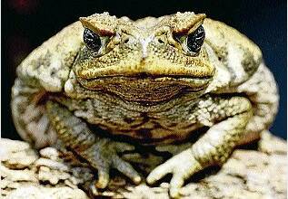 Readers have their say on cane toads, bridge over the Tamar and pill testing