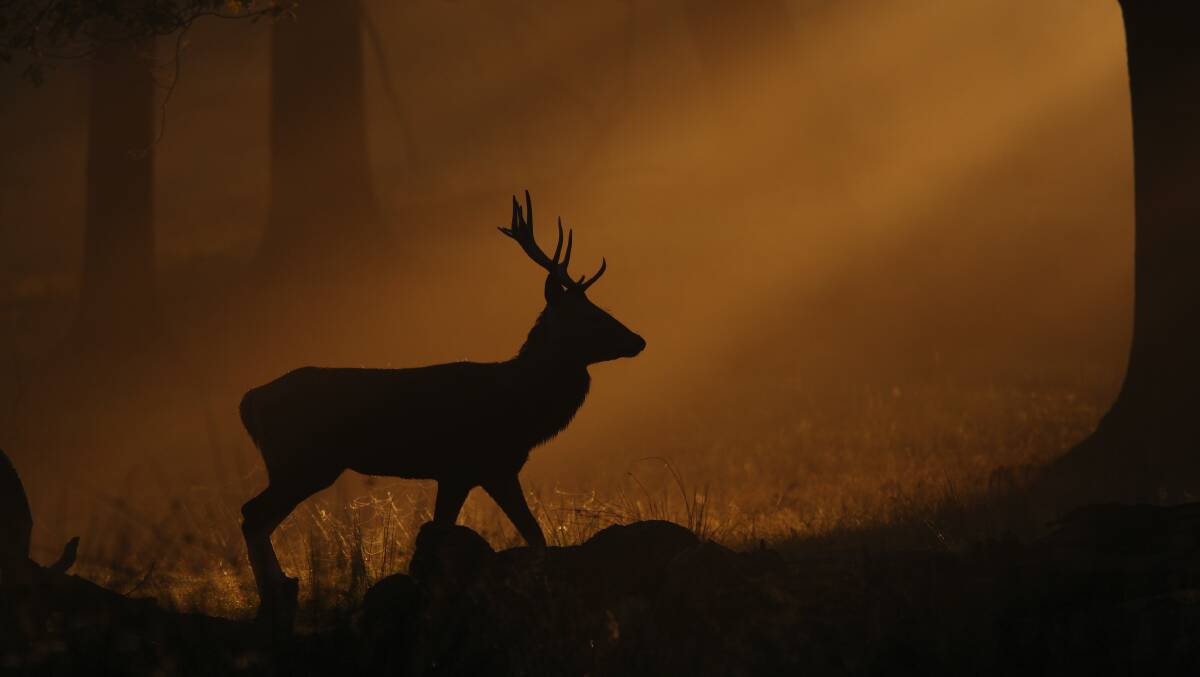 CENSUS GIVES LIMITS: Matthew Allen believes deer can be controlled if population is known.