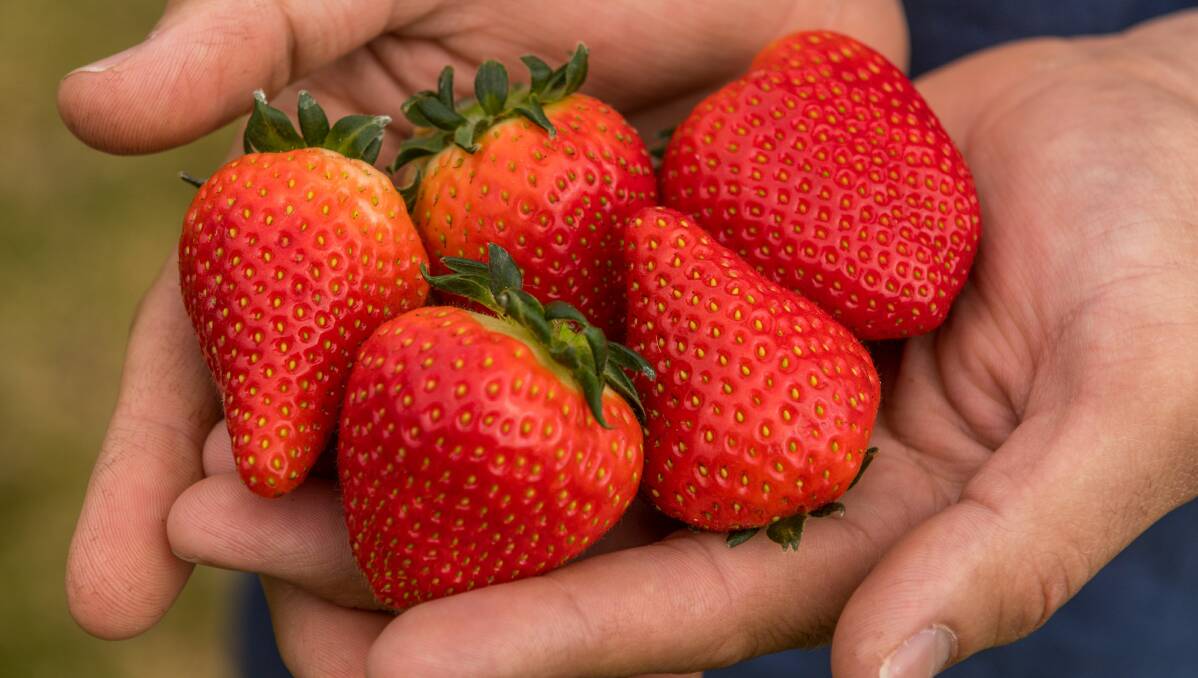 SIGNIFICANT INDUSTRY: Hillwood Berries' Simon Dornauf with a handful of strawberries. Picture: Phillip Biggs