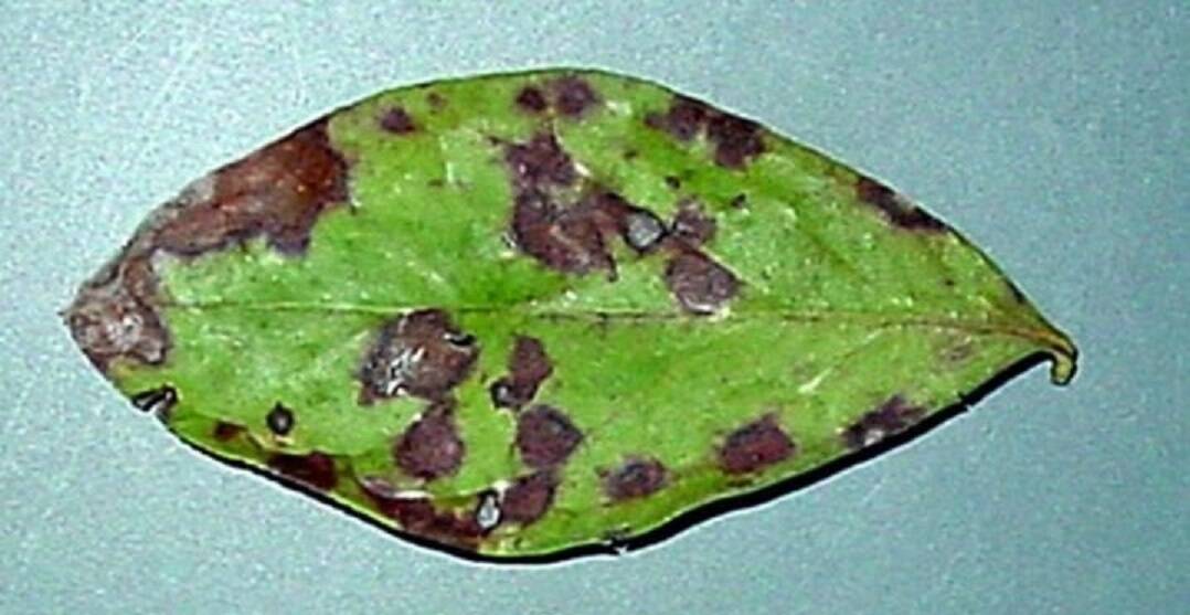 INQUIRY RE-OPENED: Blueberry rust. Picture: DPIPWE