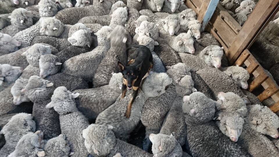 BATTLE TO TOP DOG: Flow sits atop her herd at Fingal. Picture: Bradley McDonald