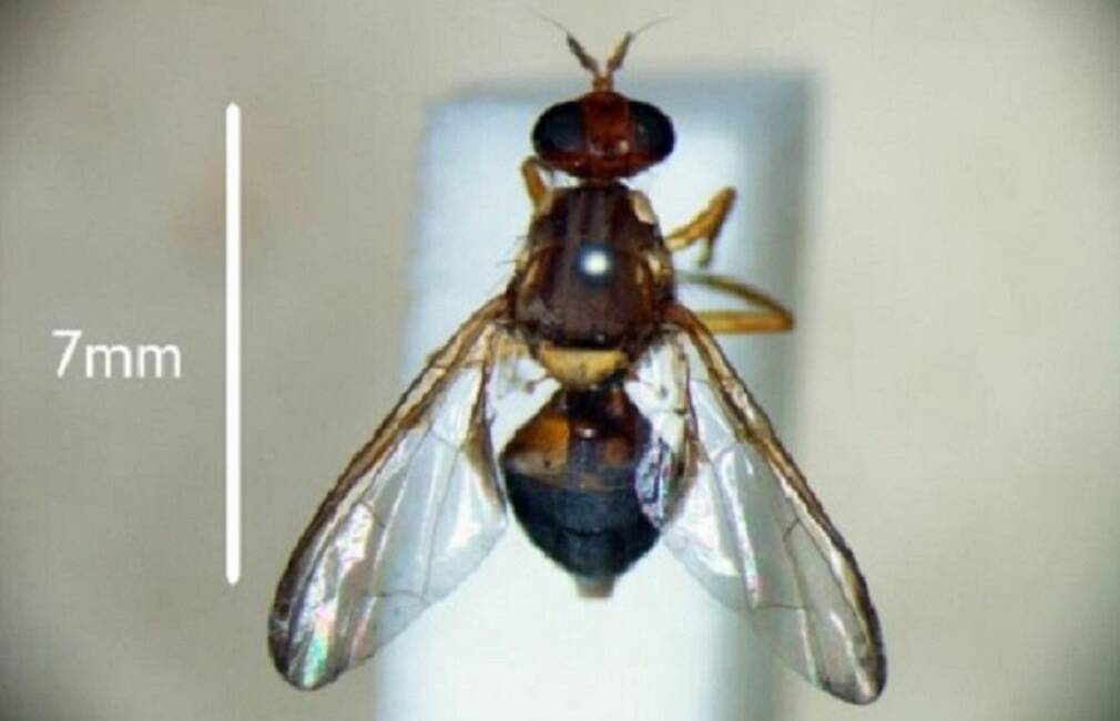 Adult Queensland fruit fly. Picture: DPIPWE