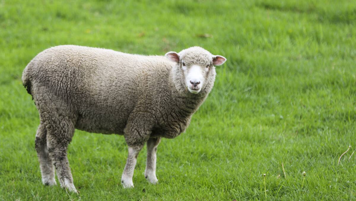 Lamb and sheep meat prices have skyrocketed due to strong experts and tightening supply.
