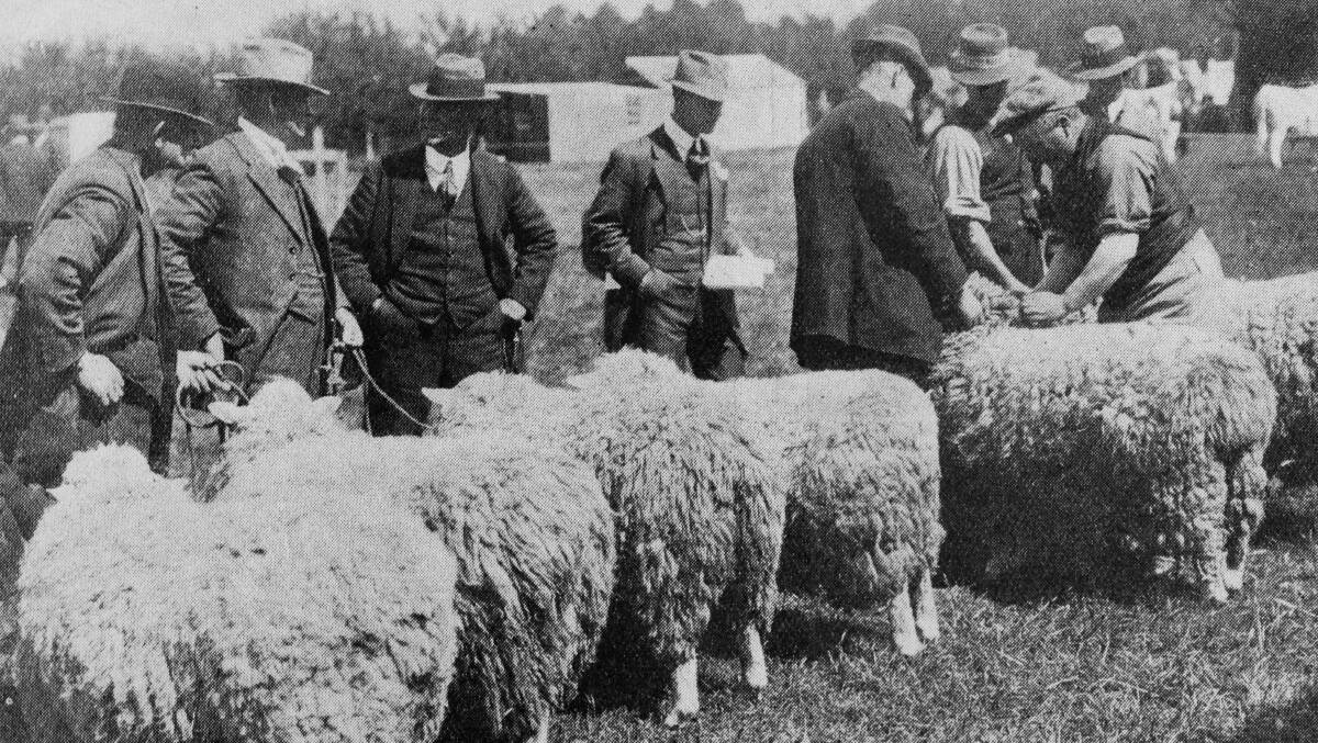 Launceston Show 1916 from the Weekly Courier.