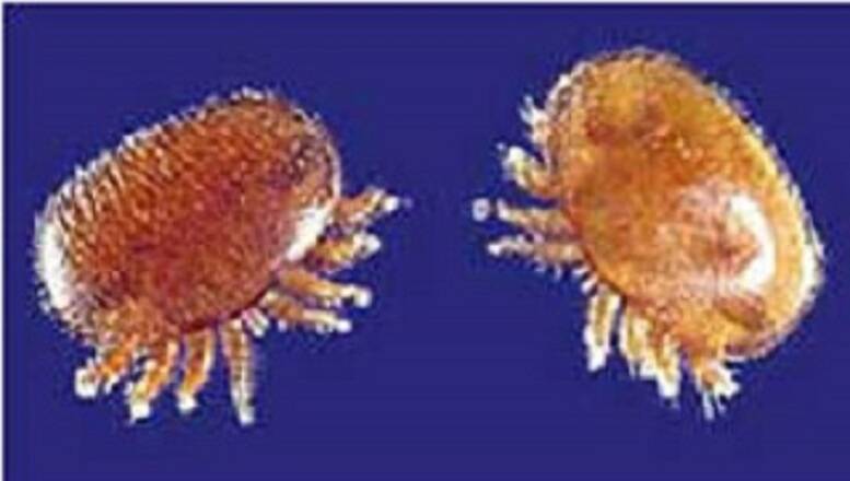 PARASITE: Varroa destructor, one of several exotic species. Picture: Agriculture Victoria