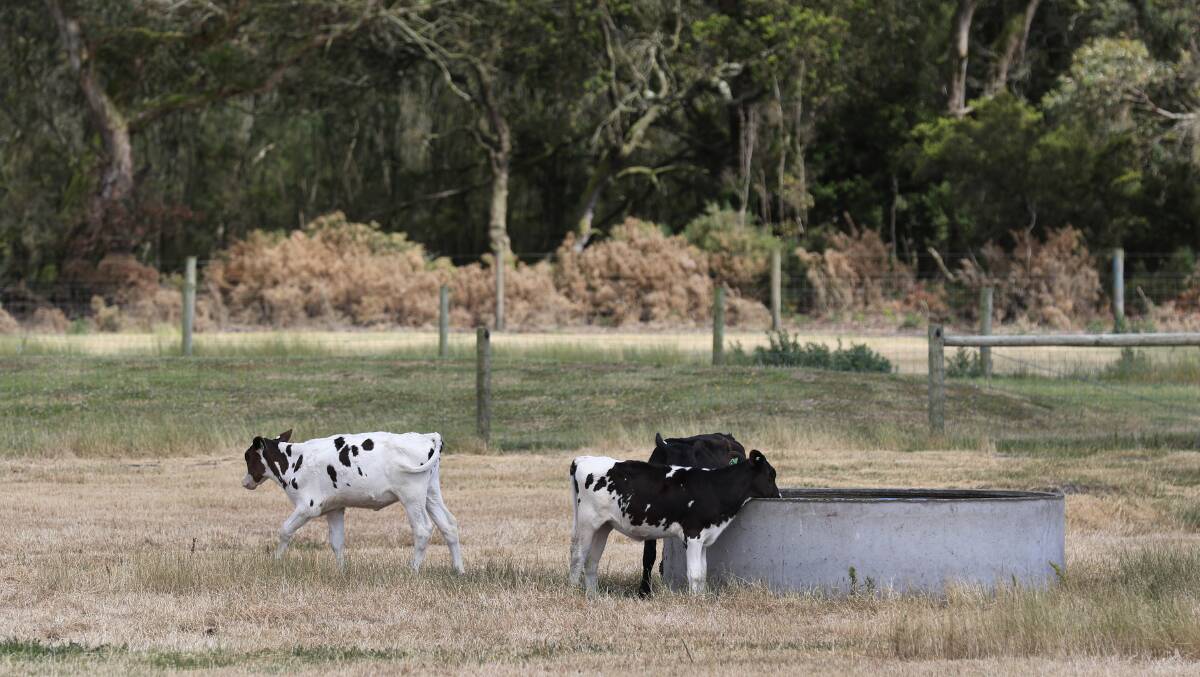 INVESTMENT WOES: VDL Farms' Woolnorth dairy, one of the dairies where directors were pushing for further investment.