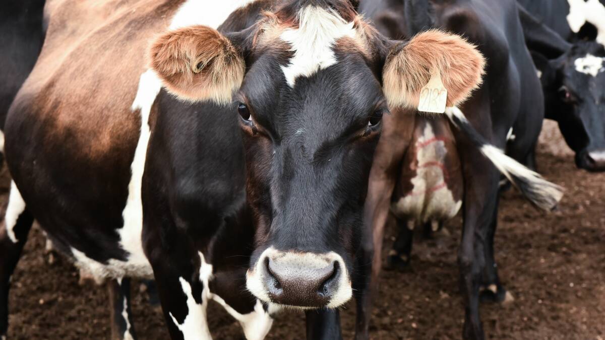 INDEPENDENT MEDIATOR: ACCC recommends a mandatory code of conduct for dairy industry. Picture: Neil Richardson