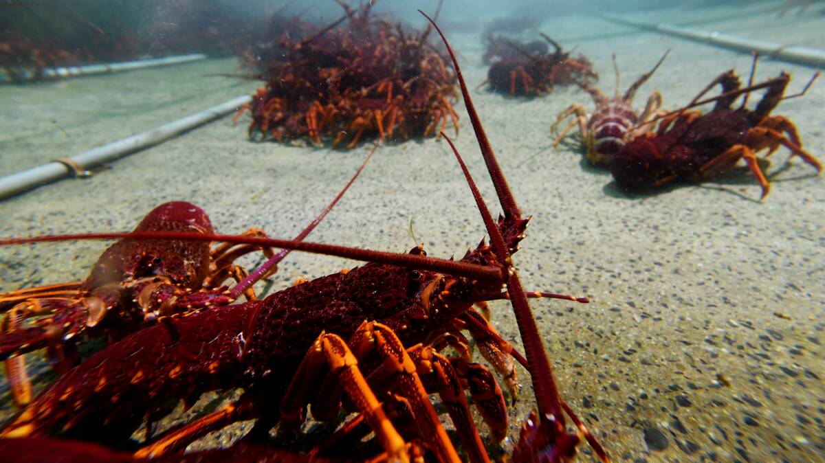 SEASON OPEN: Southern rock lobster at Australian Seaport Export, Bicheno. Picture: Mark Jesser