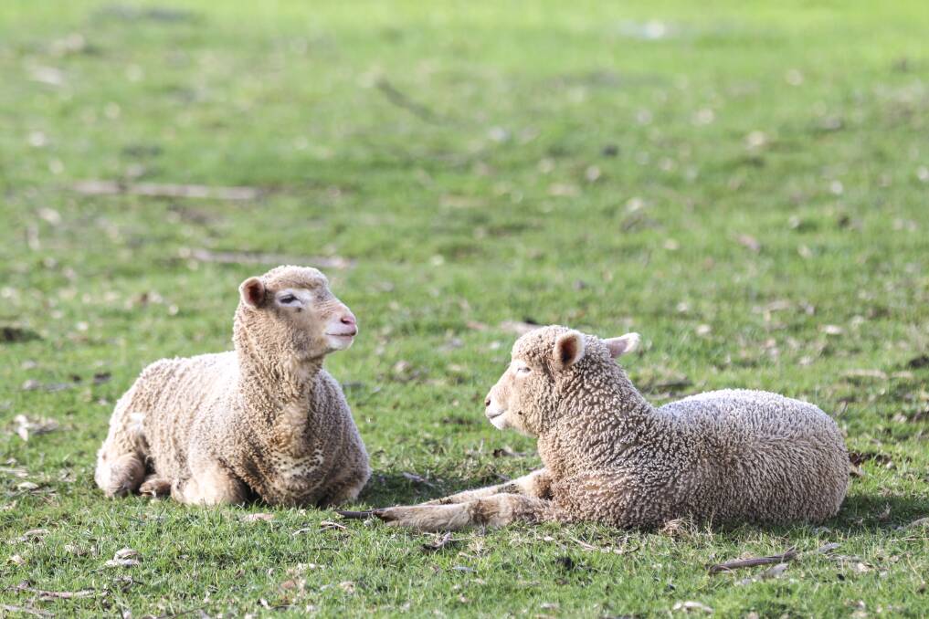LOCAL AND GLOBAL: Issues affecting Tasmanian sheep farmers discussed at LambEX. Picture: Cordell Richardson