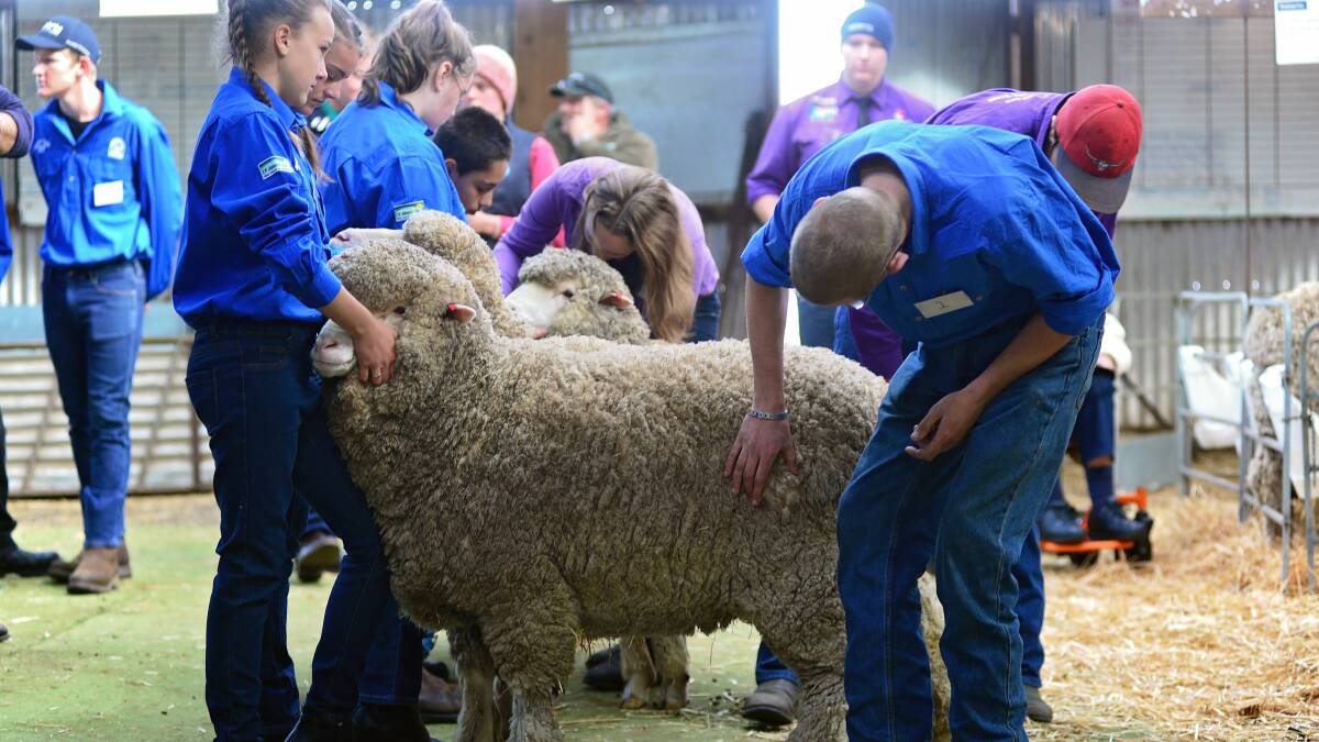 ON SHOW: Junior sheep judging at Campbell Town Show. Picture: Phillip Biggs
