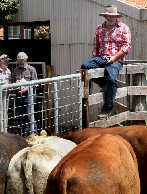 CO-OPERATIVE FARMING: Elliott farmer Rex Frankcombe with his Red Angus cattle, one of several farming pursuits in his 64-year career. Picture: Stuart Wilson.