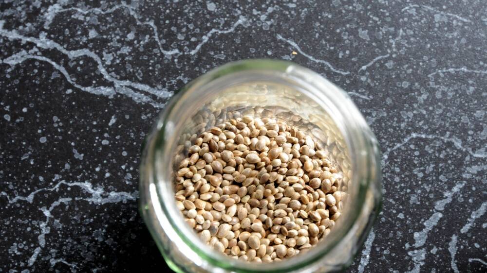 MANY YEARS IN THE MAKING:  Low-THC hemp seed has now been approved as a food product for sale in Tasmania.