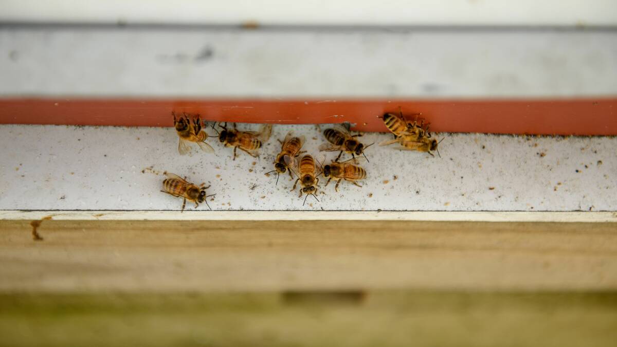 STICKY SITUATION: Honey bees. Picture: Scott Gelston