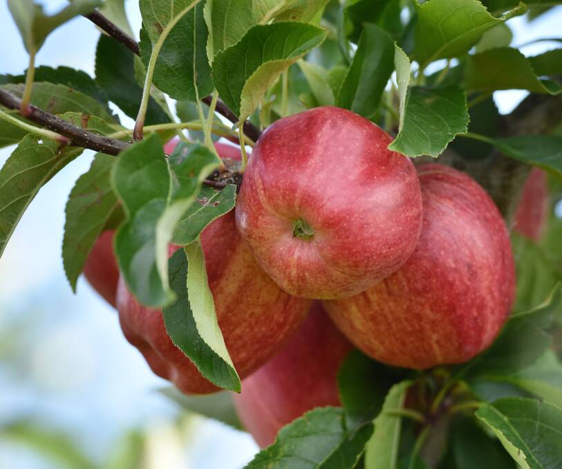 Apples ripe for picking.