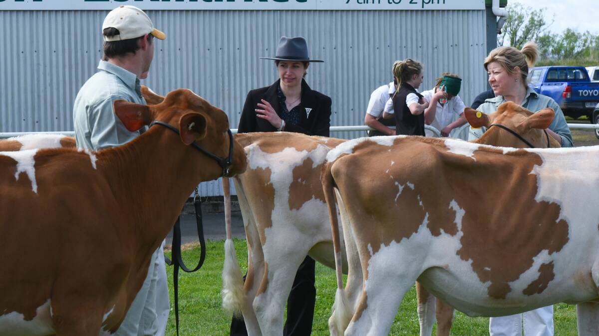MAKING COMPARISONS: Dairy cattle judge Courtney Walker at Royal Launceston Show. Picture: Neil Richardson