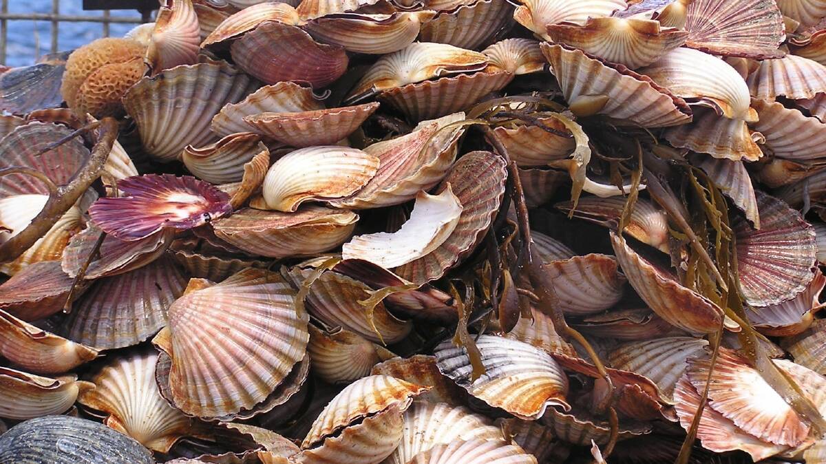 SCALLOP SEASON: The Commonwealth Scallop Fishery in Bass Strait opens on Thursday with a good season predicted.