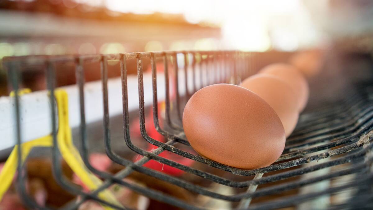 RECALL: Woolworths 12 Cage Free Eggs products have been recalled. Picture: Shutterstock