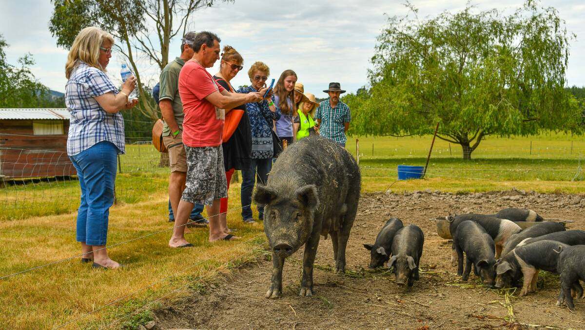 ON SHOW: Langdale Farm's pigs were a hit at the 2017 Farmgate Festival. Picture: Scott Gelston