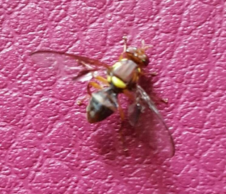 NEWEST DETECTION: The adult male fruit fly discovered at Mowbray. Picture: Supplied