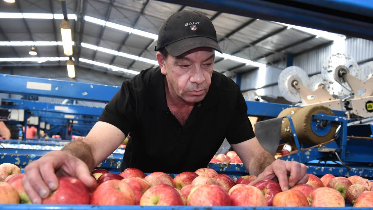 CRUNCH TIME: Millers Orchards marketing and operations manager Brendan Miller checking and packing Royal Gala apples at Hillwood. Picture: Neil Richardson.
