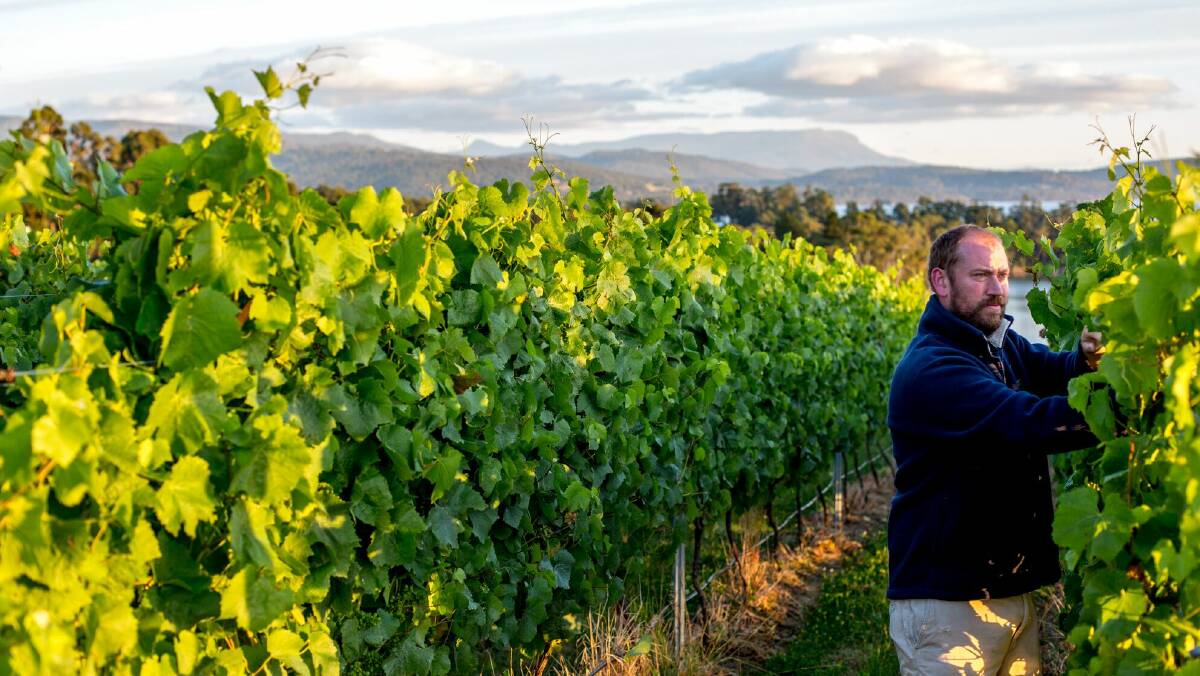 YOUNG GUN: Best New Act Jonathan Hughes at Mewstone Vineyard on the D’Entrecasteaux Channel. Picture: Supplied