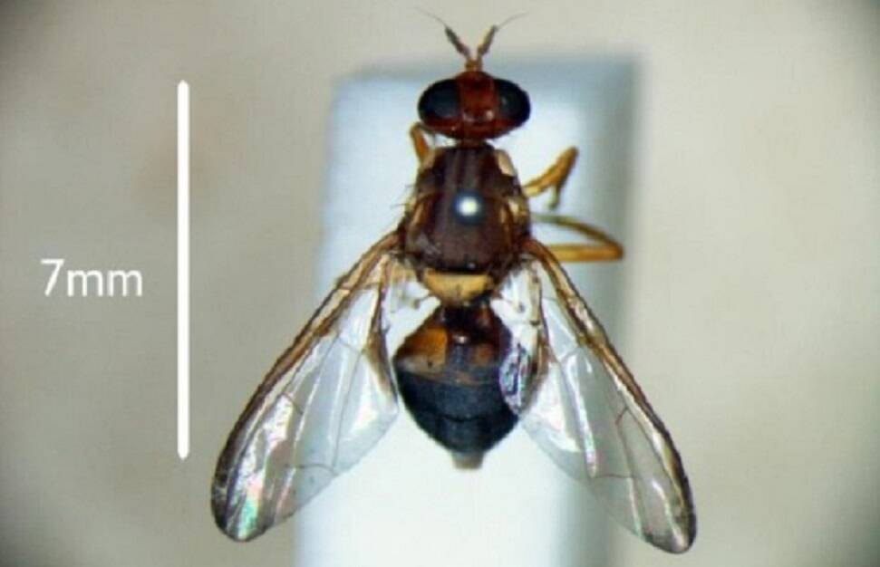 NEW BATTLE: Sterile insects have been enlisted in national fight to eradicate Queensland fruit fly. Picture: DPIPWE
