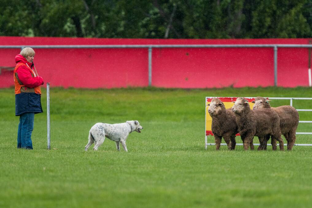 The 2020 Tasmanian working sheep dog state championships are underway in Campbell Town.