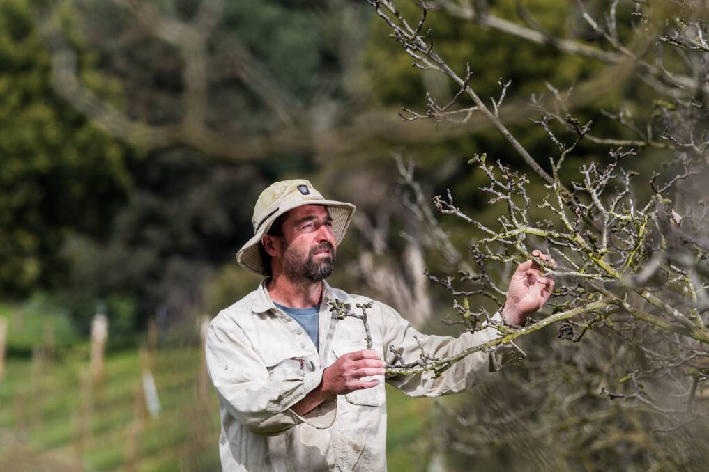 Farmgate Festival: Scott Hine-Haycock of Tamar Valley Organic, Rowella, looks at the catkin starting to swell on a walnut tree. Tamar Valley Organic will be part of Farmgate in 2020. Picture: Phillip Biggs The Examiner